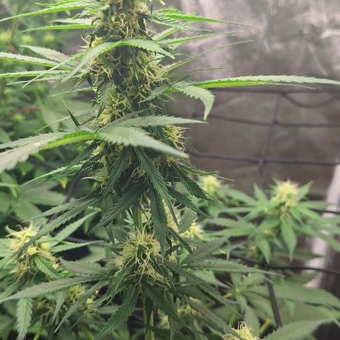 Aline Delight CBD growlog timeline photo