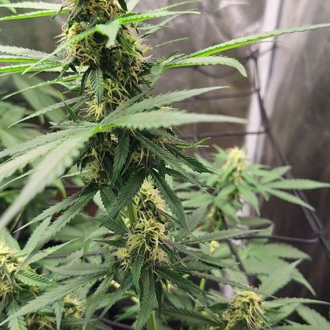 Aline Delight CBD growlog timeline photo