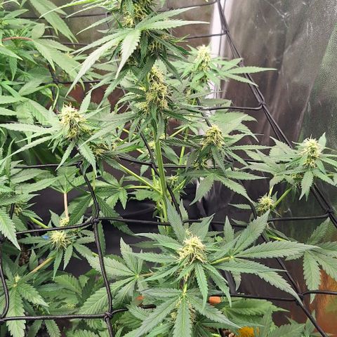 Aline Delight CBD growlog timeline photo