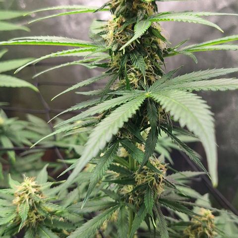 Aline Delight CBD growlog timeline photo