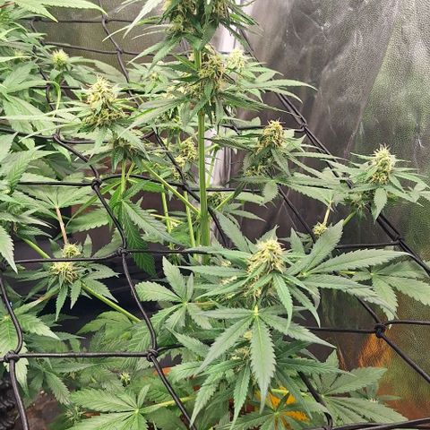 Aline Delight CBD growlog timeline photo