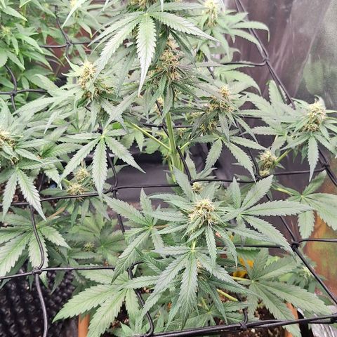 Aline Delight CBD growlog timeline photo