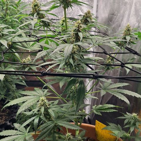 Aline Delight CBD growlog timeline photo