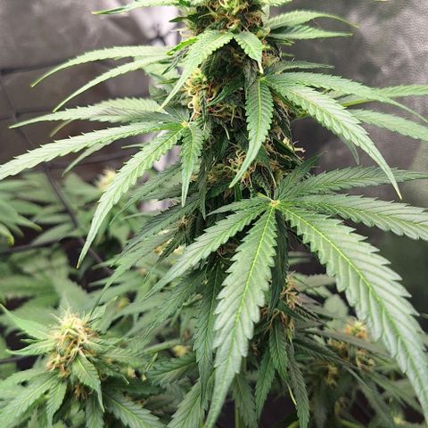 Aline Delight CBD growlog timeline photo