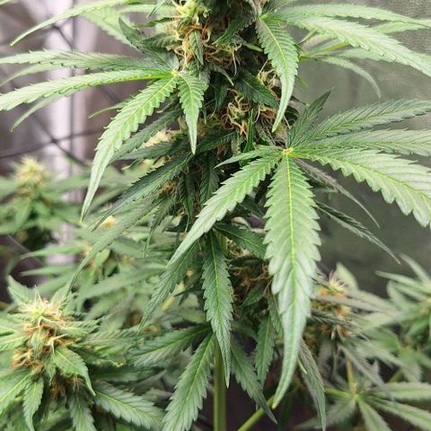 Aline Delight CBD growlog timeline photo