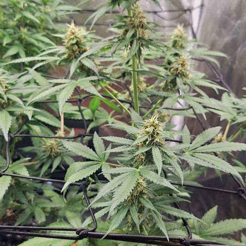 Aline Delight CBD growlog timeline photo