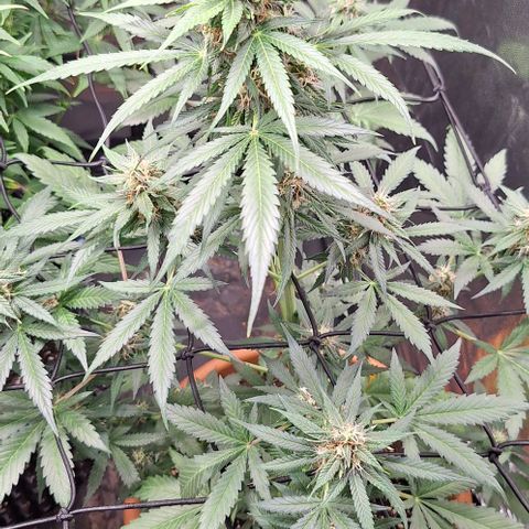 Aline Delight CBD growlog timeline photo