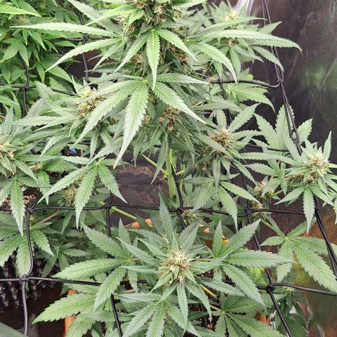 Aline Delight CBD growlog timeline photo