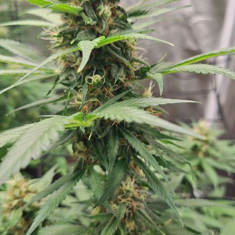 Aline Delight CBD growlog timeline photo