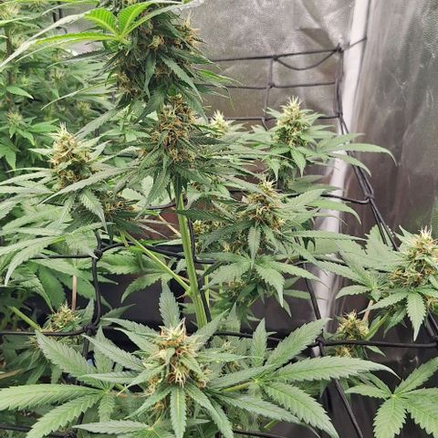 Aline Delight CBD growlog timeline photo