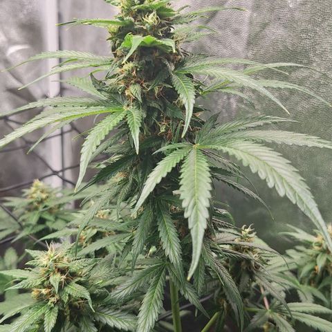 Aline Delight CBD growlog timeline photo
