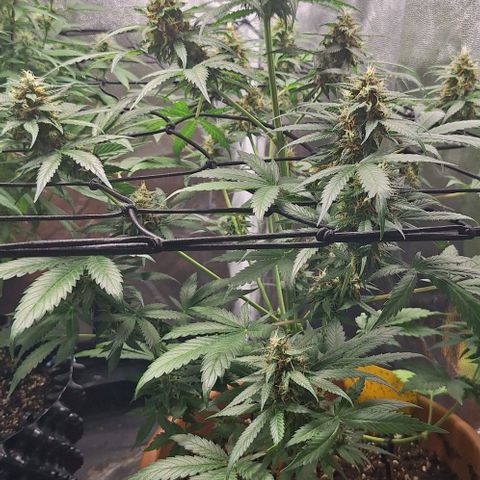 Aline Delight CBD growlog timeline photo