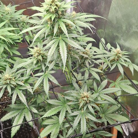 Aline Delight CBD growlog timeline photo