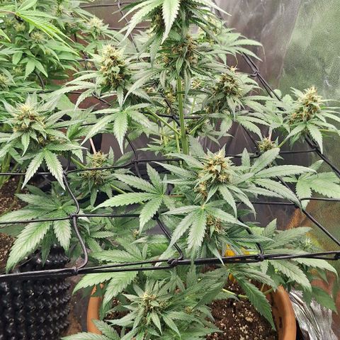 Aline Delight CBD growlog timeline photo