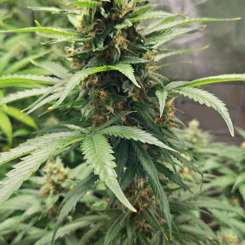 Aline Delight CBD growlog timeline photo