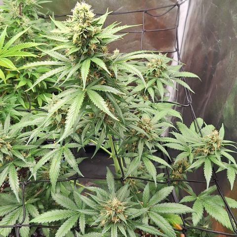 Aline Delight CBD growlog timeline photo