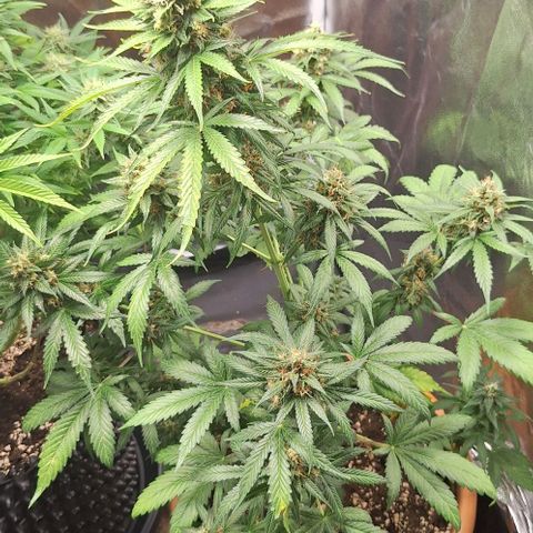 Aline Delight CBD growlog timeline photo