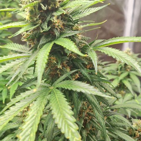 Aline Delight CBD growlog timeline photo