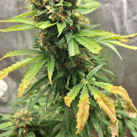 Aline Delight CBD growlog timeline photo