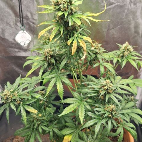 Aline Delight CBD growlog timeline photo