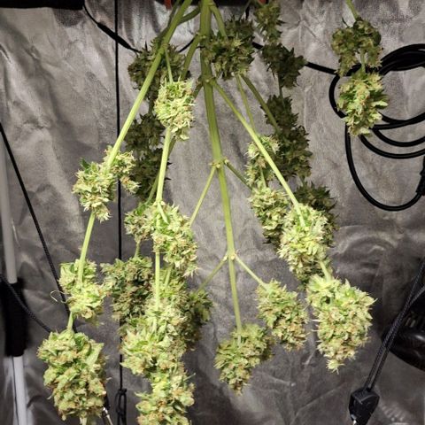 Aline Delight CBD growlog timeline photo