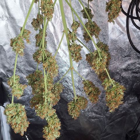 Aline Delight CBD growlog timeline photo