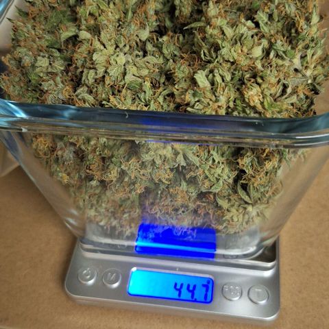 Aline Delight CBD growlog timeline photo