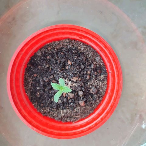 Quick One growlog timeline photo
