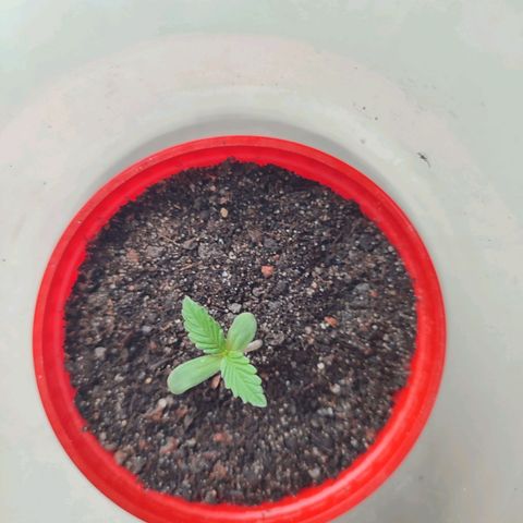 Quick One growlog timeline photo