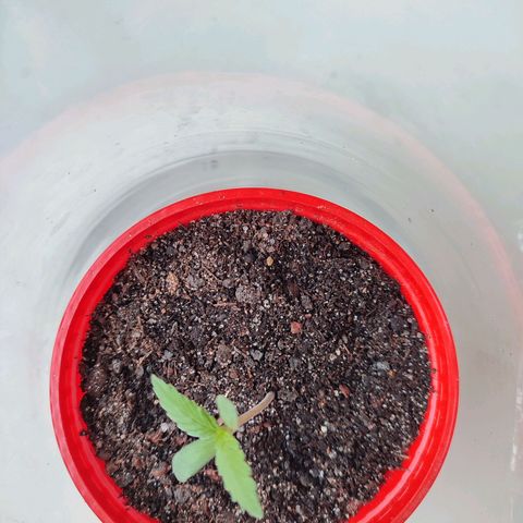 Quick One growlog timeline photo