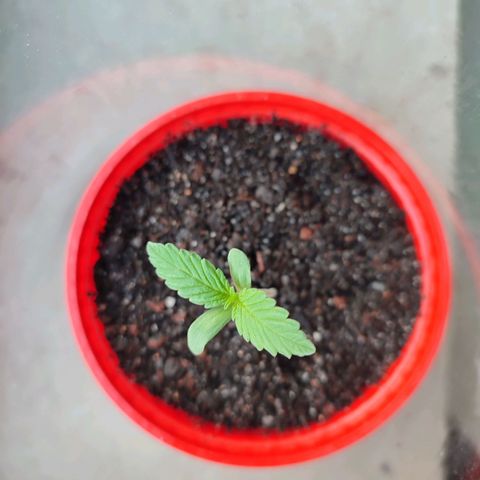 Quick One growlog timeline photo