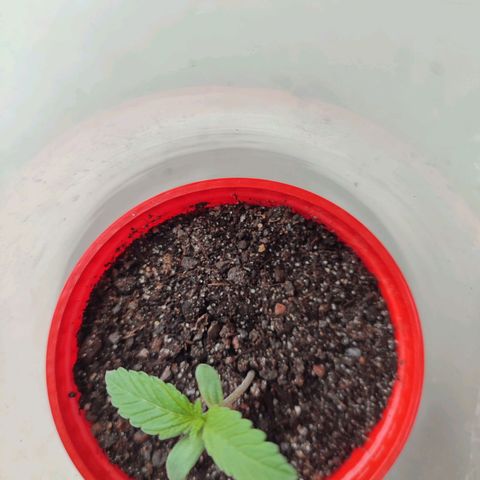 Quick One growlog timeline photo