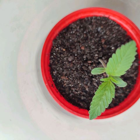 Quick One growlog timeline photo