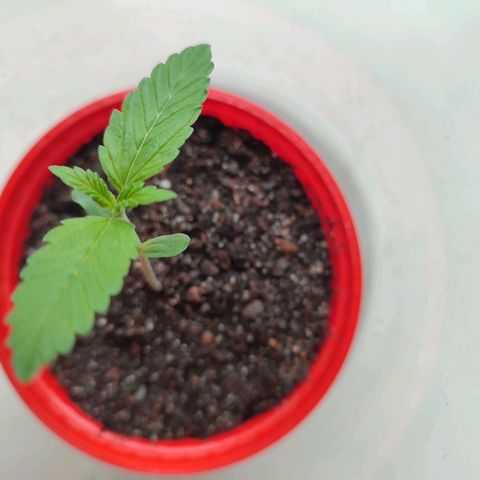Quick One growlog timeline photo