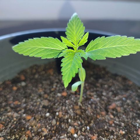 Quick One growlog timeline photo