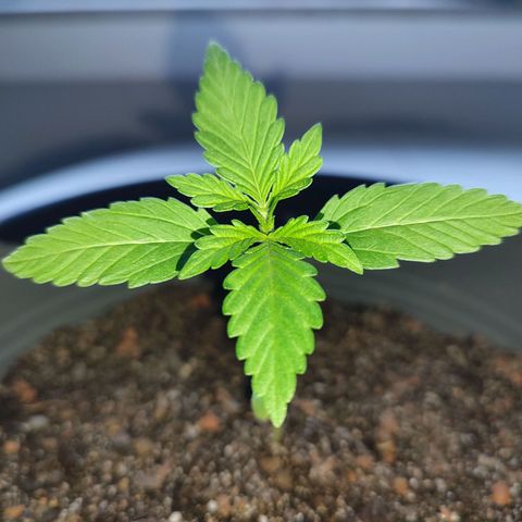 Quick One growlog timeline photo