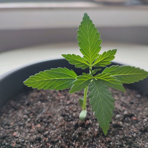 Quick One growlog timeline photo