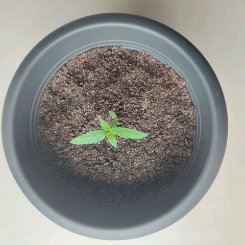 Quick One growlog timeline photo