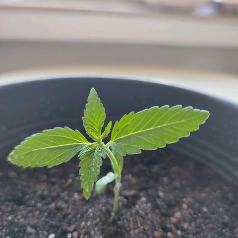 Quick One growlog timeline photo