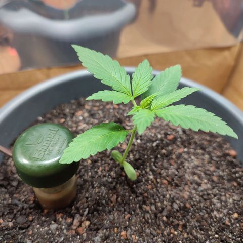 Quick One growlog timeline photo