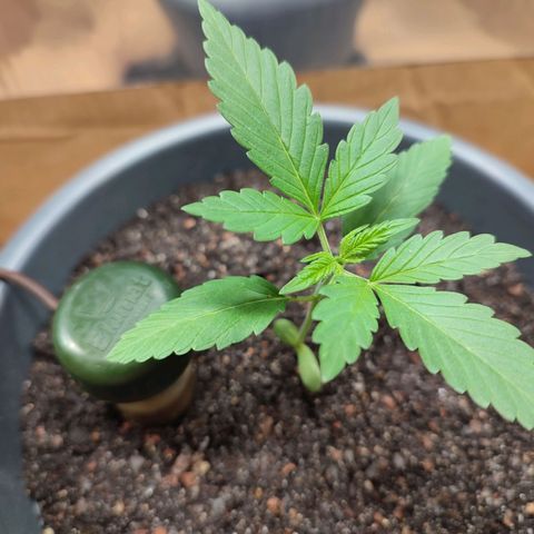 Quick One growlog timeline photo