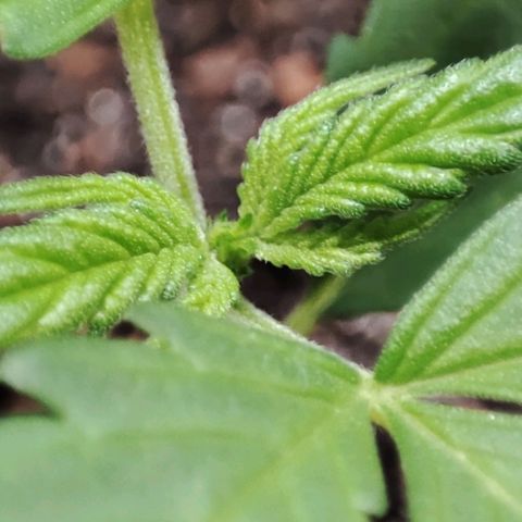 Quick One growlog timeline photo