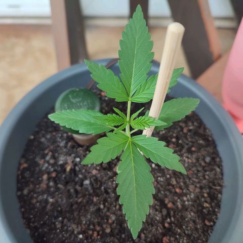 Quick One growlog timeline photo