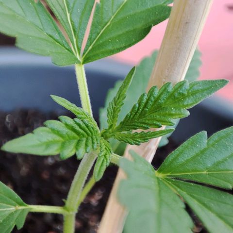 Quick One growlog timeline photo