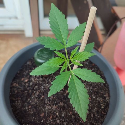 Quick One growlog timeline photo