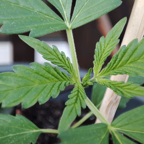 Quick One growlog timeline photo