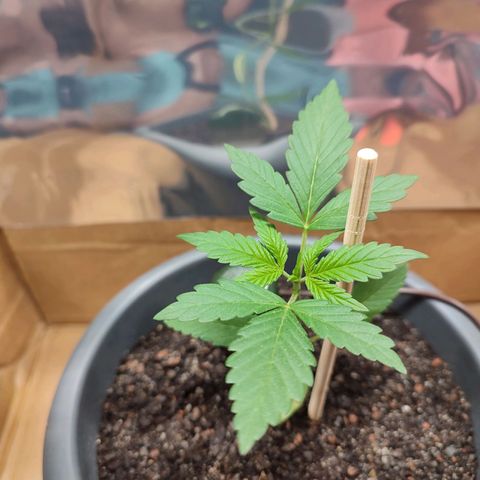 Quick One growlog timeline photo