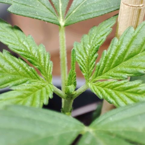 Quick One growlog timeline photo