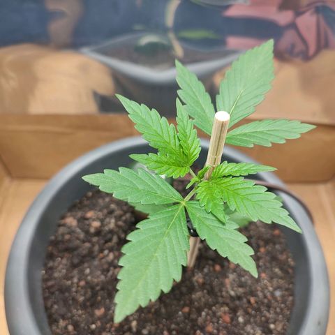 Quick One growlog timeline photo
