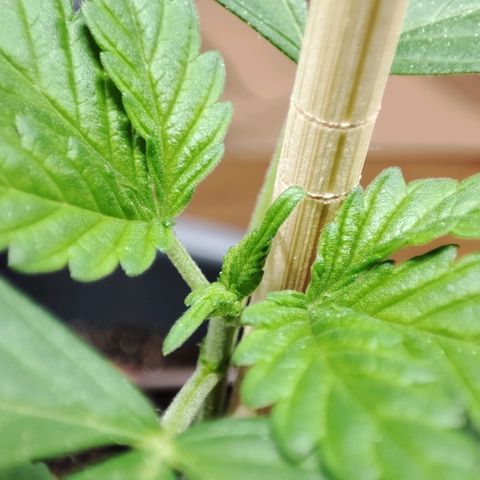 Quick One growlog timeline photo